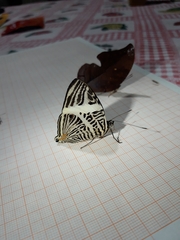 Colobura dirce