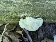 Amaropostia stiptica
