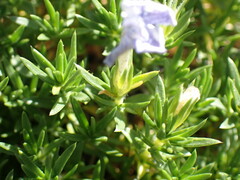 Phlox diffusa