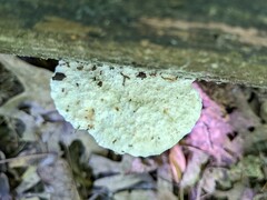 Amaropostia stiptica