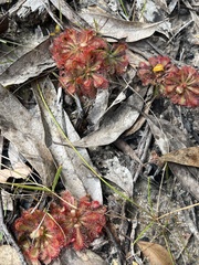 Drosera spatulata