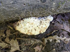 Amaropostia stiptica