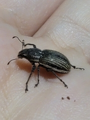 Naupactus leucoloma