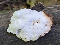 Amaropostia stiptica