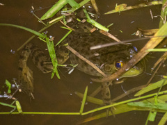 Lithobates catesbeianus