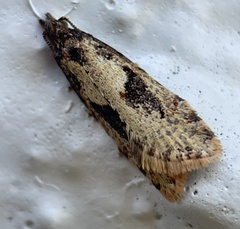 Tortricoidea
