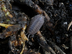 Porcellio dilatatus