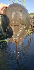 Limulus polyphemus