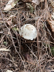 Amanita citrina