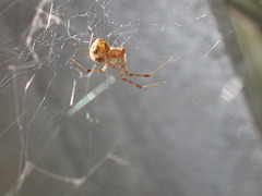 Parasteatoda