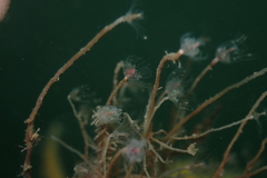 Ectopleura marina