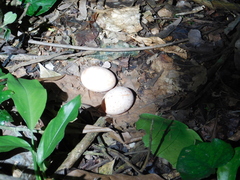 Nyctidromus albicollis