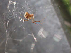 Parasteatoda
