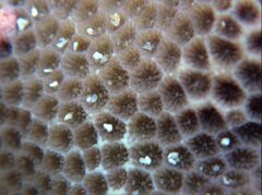 Porites