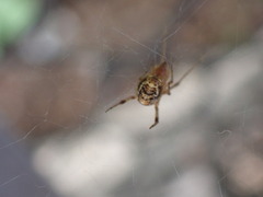 Parasteatoda