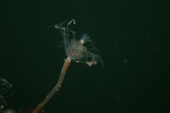 Ectopleura
