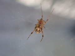 Parasteatoda