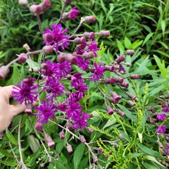 Vernonia gigantea