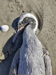 Phalacrocorax punctatus punctatus