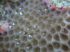 Porites