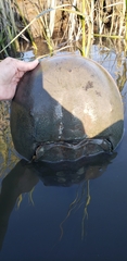 Limulus polyphemus