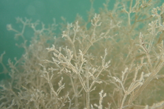 Amathia verticillata