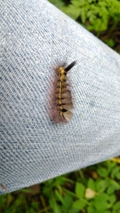 Calliteara pudibunda