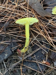Hygrocybe acutoconica