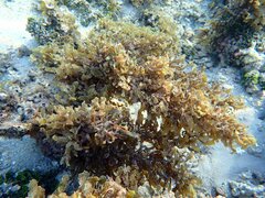 Sargassum