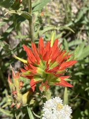 Castilleja suksdorfii