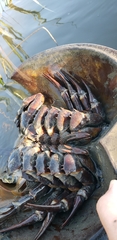 Limulus polyphemus