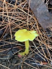 Hygrocybe acutoconica
