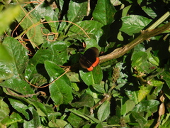 Biblis hyperia
