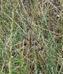 Palpares libelluloides