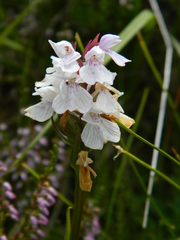 Dactylorhiza maculata ericetorum