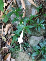 Lysionotus pauciflorus