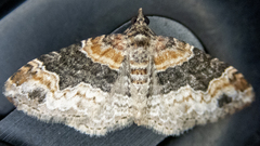 Xanthorhoe ferrugata