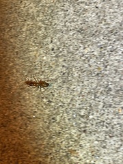 Camponotus castaneus