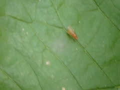Chyromyidae