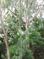 Eucalypteae