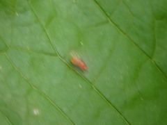 Chyromyidae