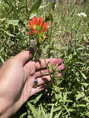 Castilleja suksdorfii