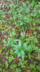 Gentiana cruciata