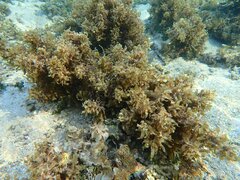 Sargassum