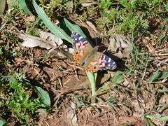 Vanessa braziliensis