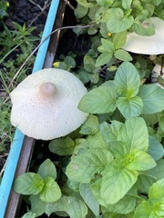 Leucocoprinus tricolor