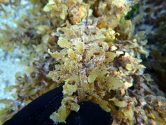 Sargassum