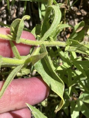 Castilleja suksdorfii