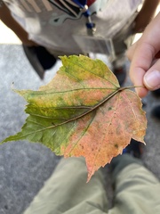 Acer morrisonense
