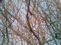 Coryphospingus cucullatus